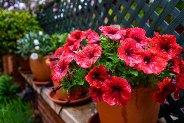 flores petunias rojas con gotas de agua de lluvia primaveral. - geranium flower pink leaf fotografías e imágenes de stock