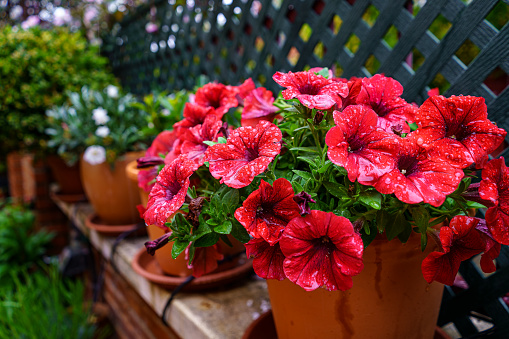 Red petunias flowers with drops of spring rain water. Madrid.
