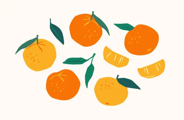 Vector illustration of Set of drawn tangerines. Citrus fruits, oranges, mantarines. Vector illustration. Isolated elements.