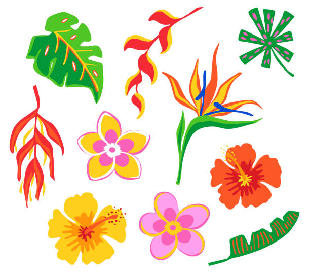 ilustraciones, imágenes clip art, dibujos animados e iconos de stock de brillantes flores tropicales de dibujos animados y hojas - tropical flower heliconia tropical climate flower