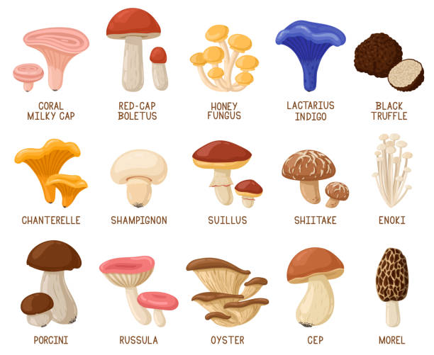 мультфильм съедобные грибы. осенние леса съедобные грибы, морель, cep, устрицы и chanterelle вектор иллюстрации набор. лесные мультяшные грибы - chanterelle edible mushroom gourmet uncultivated stock illustrations