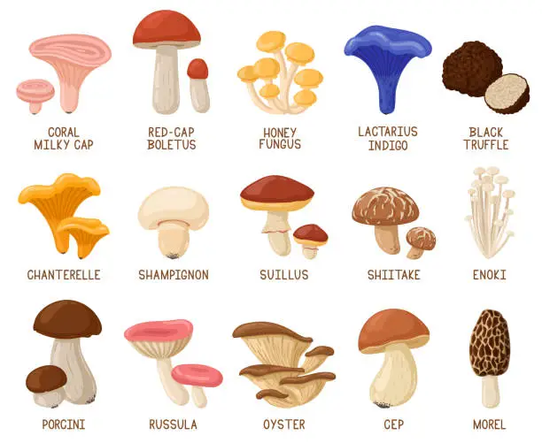 Vector illustration of Cartoon edible mushrooms. Autumn woods edible mushrooms, morel, cep, oyster and chanterelle vector illustration set. Forest cartoon mushrooms