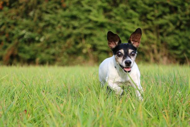 istock a funny small Jack russell Terrier is running in the garden 1314347172