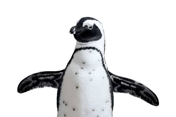 African Penguin with it's wings outstretched