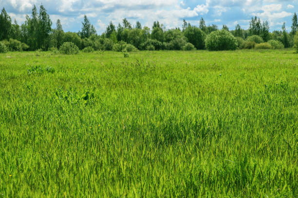 istock Beautiful summer landscape - green field, trees and blue sky 1314347193