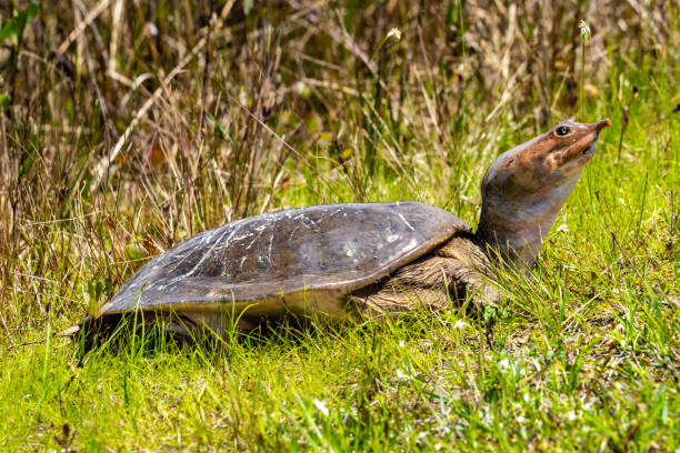 tortuga softshell - turtle grass fotografías e imágenes de stock