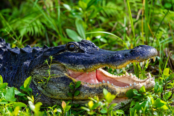 close-up de jacaré americano com mandíbulas abertas - crocodile family - fotografias e filmes do acervo