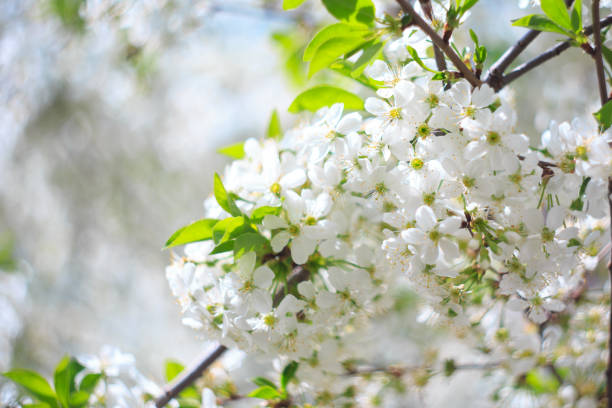 istock Flowering cherry against a blue sky. Cherry blossoms. Spring background. 1314348171