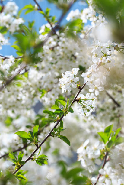 istock Flowering cherry against a blue sky. Cherry blossoms. Spring background. 1314348189