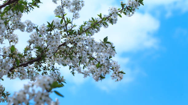 istock Flowering cherry against a blue sky. Cherry blossoms. Spring background. 1314348196