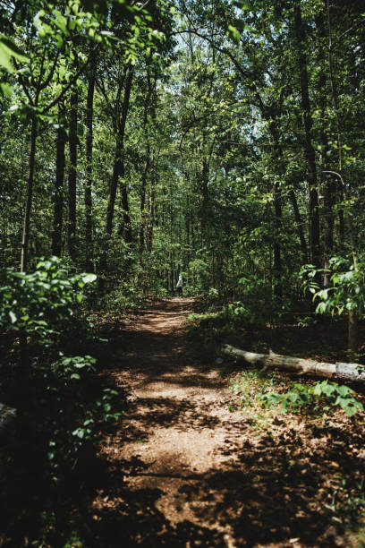 istock Girl standing in a forest alone looking up trees 1314348331
