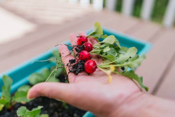Unrecognizable woman's hand collecting radish planted at home