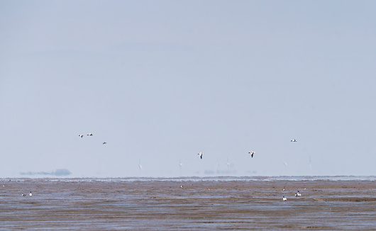 Shelduck flying over the mudflats at Snettisham, Norfolk.  This is on the The Wash and has miles of mudflats at low tide.