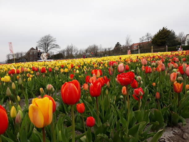 istock Colorful tulip garden 1314348819