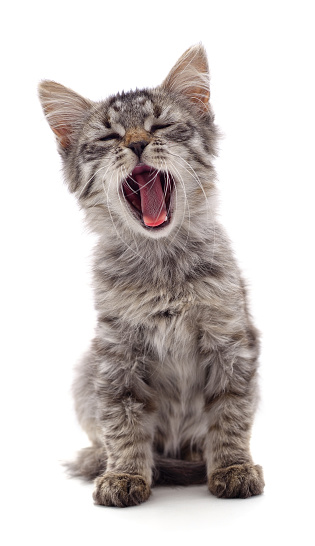Sleepy kitten that yawns isolated on a white background.