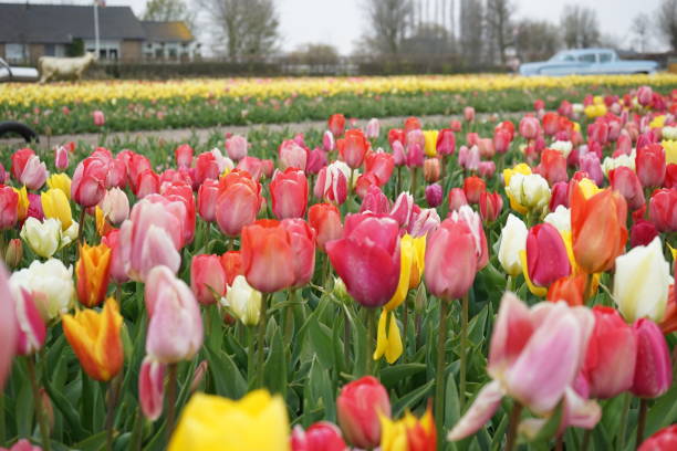 istock Colorful tulip garden 1314349553