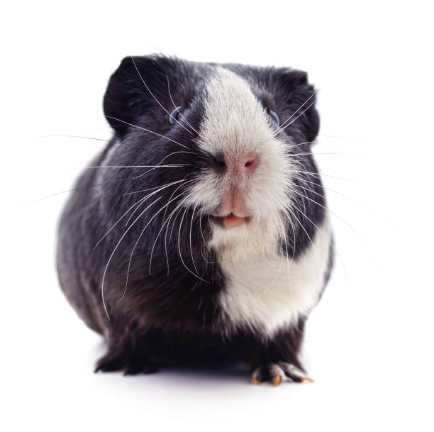 istock One black with white spots guinea pig. 1314349591