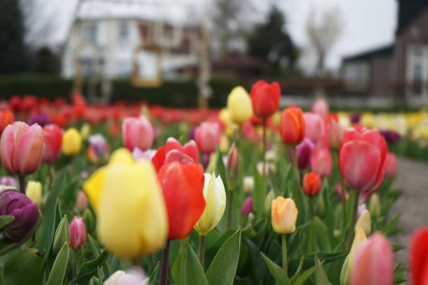 istock Tulip garden in Netherlands 1314350623