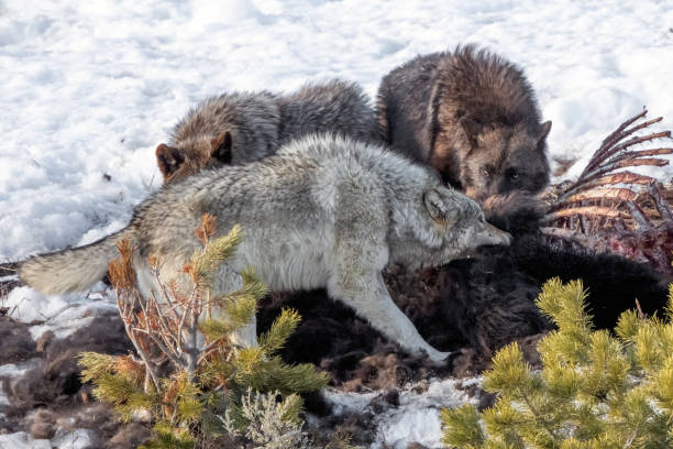istock Three Wolves of the Yellowstone Wapiti pack eating carcass 1314350785