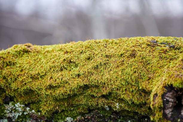 istock Bright green moss covering tree trunk in forest 1314351111