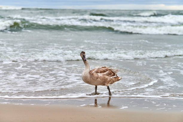 Young brown colored white swan walking by blue waters of Baltic sea. Close up high resolution image of swan chick with brown feathers. Mute swan, latin name Cygnus olor.