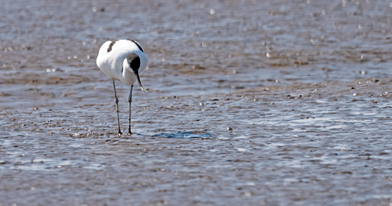 A pied Avocet, the logo of the RSPB, feeding on the mudflats at Snettisham in Norfolk.  This is on the The Wash and has miles of mudflats at low tide. The Avocets strain the mud through their curved beak in a scything motion to filter any molluscs and other food out.