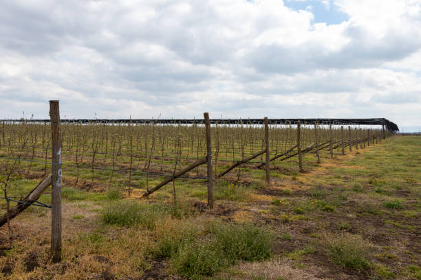 istock Apple trees plantation with Granny Smith trees in early spring Apri 1314353461