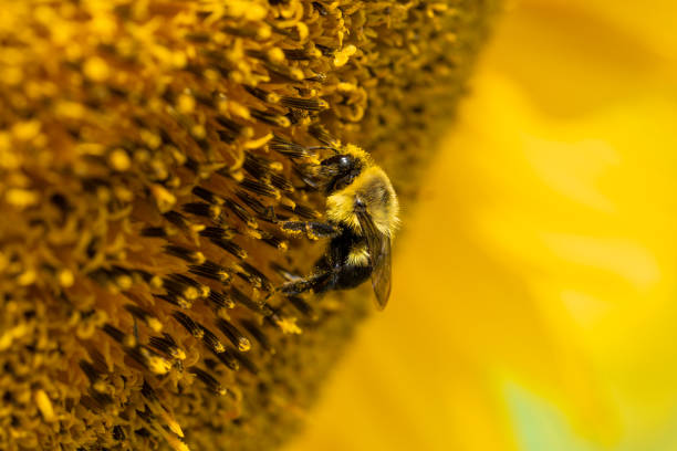istock Bee on sunflowers.  macro and selective focus.  focus on bee 1314353530
