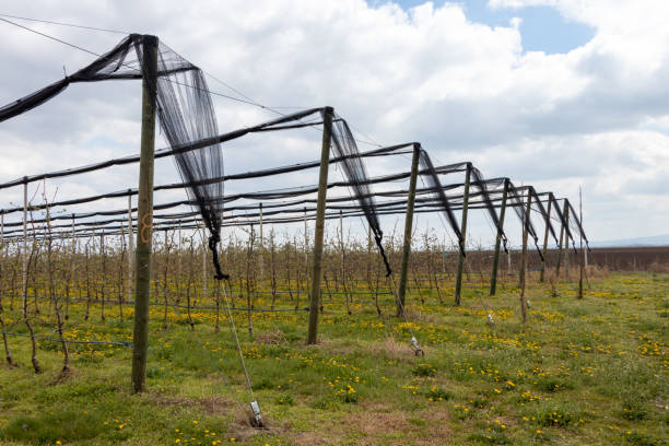 istock Anti-hail net for apple tree plantation 1314353601