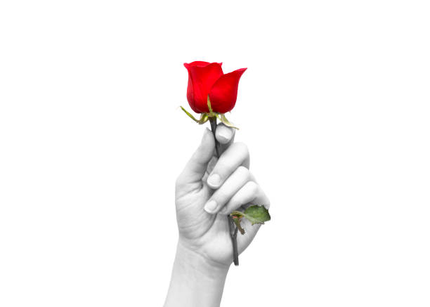 istock Woman hands with holding red rose 1314353773