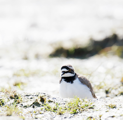 L 15,5-18 cm, WS 32-35 cm.\nBreeds on bare, usually sandy or gravelly terrain near fresh water, e.g. river or lake edges or inlands, often at man-made sites such as gravel pits, reservoirs or saltpans.\nSummer visitor to Europe (mostly April-September/October), winters in Africa.\nRather scarce in most areas, but sometimes seen in small groups on migration.\nGenerally prefers fresh water margins and estuaries to coastal mudflats.\nFood mainly insects.\nNest is a shallow scrape on bare ground.\n\nThis is a scarce Summer Visitor on the described Habitats in the Netherlands.