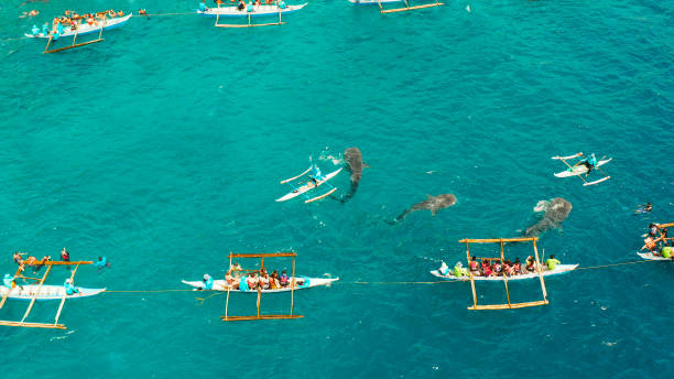 istock Oslob Whale Shark Watching in Philippines, Cebu Island 1314356435
