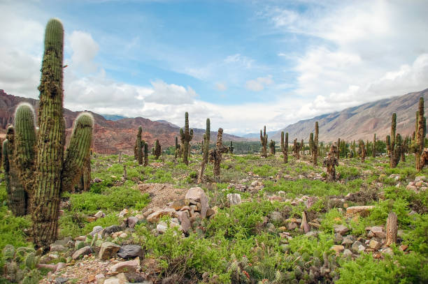 paesaggio di cactus nella provincia di jujuy, argentina nella quebrada de humahuaca. - argentina landscape scenics south america foto e immagini stock