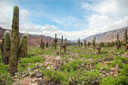 Cactus landscape in Jujuy province, Argentina in la Quebrada de Humahuaca. Narrow mountain valley, scenic travel destination. Cactus plant surrounded by a color mountain range.