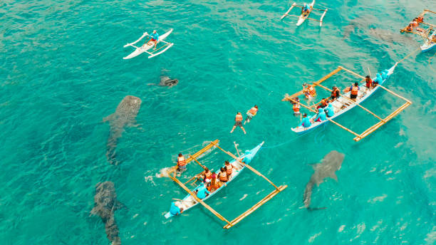 istock Oslob Whale Shark Watching in Philippines, Cebu Island 1314357192