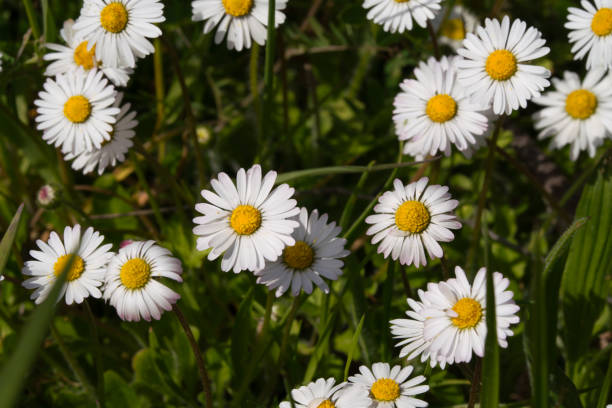 istock a field of daisy flowers in spring 1314357847