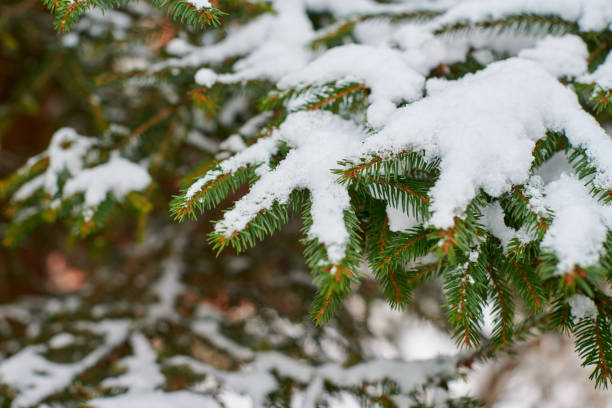 rama de árbol conífera cubierta de nieve en invierno - january pine cone february snow fotografías e imágenes de stock