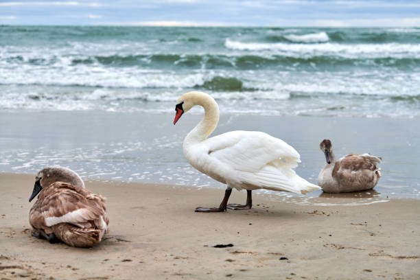bandada de cisnes mudos blancos en la playa cerca del mar báltico - cisne blanco comun fotografías e imágenes de stock
