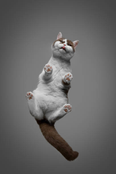 istock bottom view of white cinnamon colored british shorthair cat 1314357994
