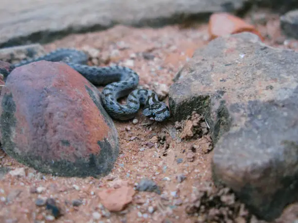 Photo of Closeup shot of a venomous viper snake slithering on a rock surface during daylight