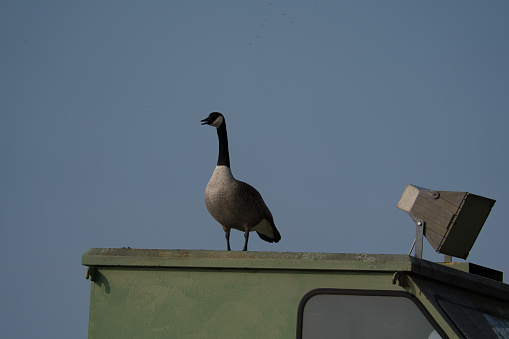 One Canada goose stands on the small house of a dredger and observes the surroundings.