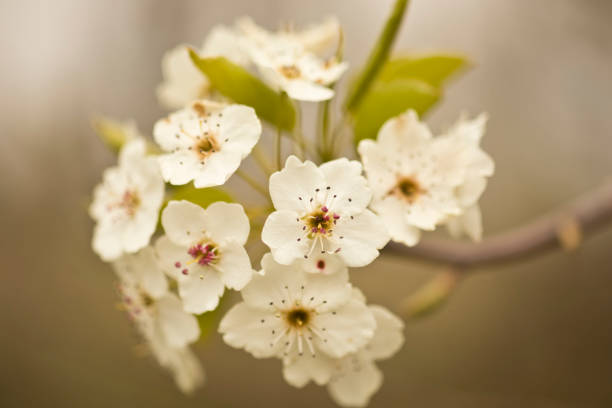istock Branch of white tree blossoms 1314358809