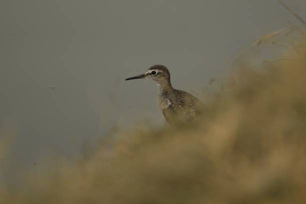 green sandpiper bird a green sandpiper bird on the water edge green sandpiper tringa ochropus stock pictures, royalty-free photos & images
