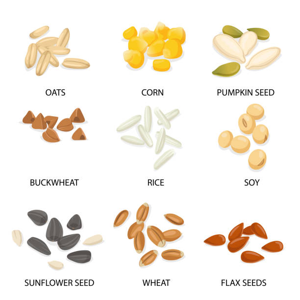 pflanzensamen und getreide illustration set - wheat cereal plant oat crop stock-grafiken, -clipart, -cartoons und -symbole