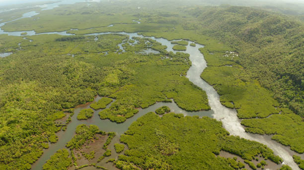 istock Aerial view of Mangrove forest and river 1314361416