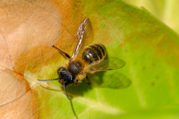 istock macro shot of a bee on a green leaf 1314361524