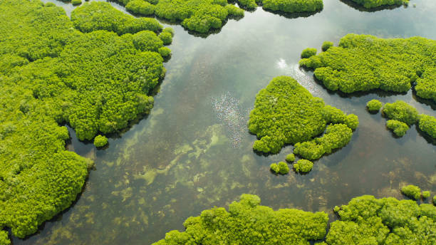 istock Aerial view of Mangrove forest and river 1314362480