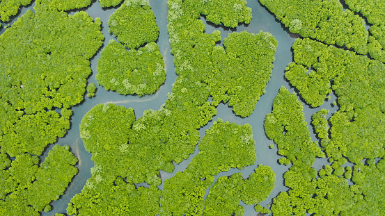 Aerial panoramic mangrove forest view in Siargao island,Philippines. Mangrove landscape