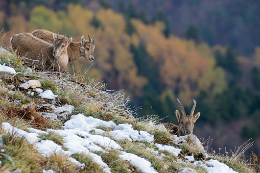 Young Alpine ibexes in the Vercors natural regional park, France
