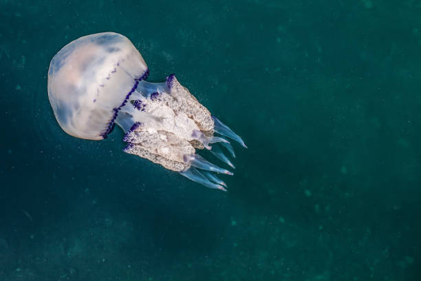 istock Jellyfish in Adriatic Sea 1314364884